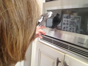 Hey! I think I know him! That's the supermodel I've been admiring in all those other reflective surfaces....