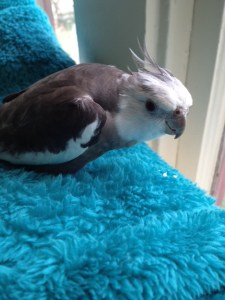 Just because these two (crunchy, flavorful) white shards LOOK like they match the missing bits of that mini-blind doesn't mean that they do, Mom.