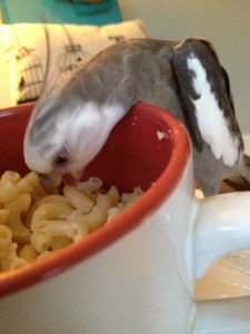 Pasta and parmesan in a bowl! My favorite!