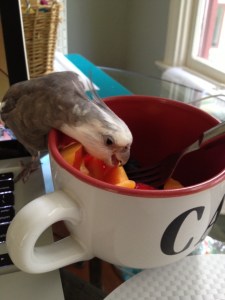 This is delicious. I'm so lucky I was born grey.