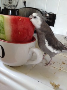 Watermelon in a bowl! My favorite!