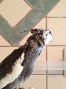 Notice the short edgy winged layers and the one longer crest strand which arcs up and away from the neck line.