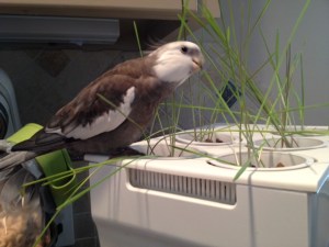 Very tasty, as a matter of fact.