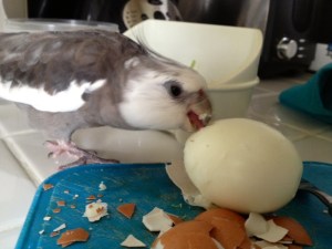 I'll just keep eating - that way Mom can't have the counter back to do more of what she calls "cooking" and I call "inedible."