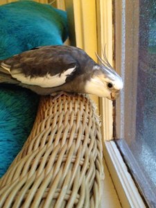 Why does mom always look at me like that when I'm trying to enjoy my dinner?