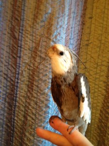 Notice how the high top ponytail effortlessly stands up, up and away from the crown of the head, achieving lift-off near the neck line.