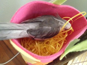 Yup. Looks like everything is soft and cushy, just like the ladybirds like it.