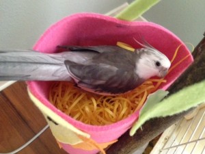 Mom! Seriously!? Can a fine-looking feathery guy get a little space here?