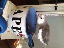 I have an excellent view from here. Everything looks tasty (and off-limits, which just makes it even tastier).