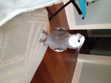 Demonstrating "maximum cuteness" during routine supervision.