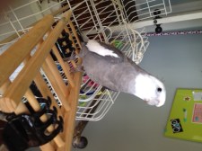 Someone very proud and very pretty on his way UP. Again.