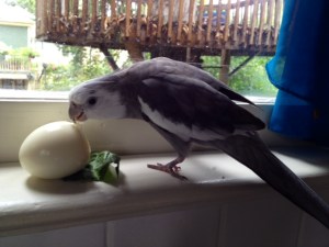 Oh yes - I love these delicious white round things!