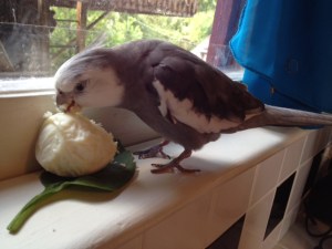 Candid shot of one of many highly rated boiled egg brunches on Mommy's kitchen windowsill.