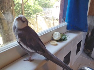 The household breakfasting parrot, refusing to touch the banana, hard boiled egg, papaya, arugula, and swiss chard - until Mom holds it for him.