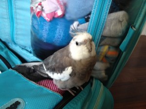 Guilt - a sure-fire travel inhibitor.