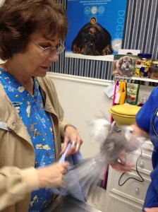 An experienced feathery escape artist maximizes his head start.