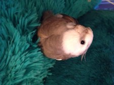 Because you realize it's not every day that others get to witness such cuteness, it's only polite to then offer a profile shot next.