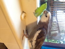 Oh good, Mom's watching. I always hunt better with an audience.