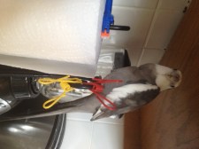 Someone fierce and feathery grips the towering tree with his sharp talons, surveying the landscape for prey.