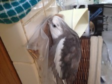 Hmmm. I caught it - now let me figure out what it is.