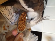 A feathered being enjoying his usual tasty hand-held bowl of crunchy breakfast cereal.