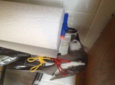 Spying some white shreddable prey, he uses his 20/20 hawk vision to hone in on the most vulnerable spot.