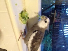 Now I'll display my "broccoli beak." Yup - she's putting the broccoli back in the frig (to save later for me since I like it so much). Whew.