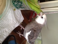 Yup, there she goes - scrambling around for the flashing thing again. Heehee!