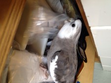 Someone small and feathery with a plastic victim firmly in his grip.