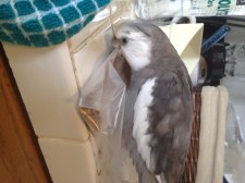 Yup. This seems like a real keeper.