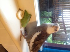 Banana and beet greens. It appears they are trying to take over my ledge. I will show them who is boss.