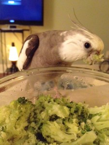 The more quickly you can generate your primary weapon - the "beak buildup" - the less likely other hungry diners are to wrangle with you during the meal.