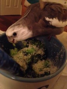 Boy, I bet that large featherless housemate of mine is kicking herself right now for not jumping on (into) this dish!