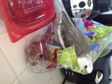 I'll also have some of this - with extra plastic bag on the side.