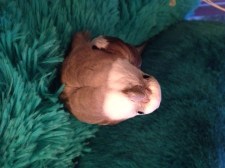 Fluffing the feathers and staring straight at the camera lets the audience know that you know that they know you are cute.