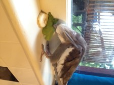 How'd you like me now, beet greens?