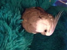 Finally, it can help to look away for a moment to give the viewers time to fully take in the cuteness they've just seen.