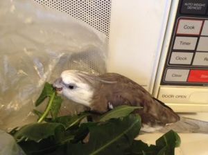 And crunchy dark green things - my favorite!