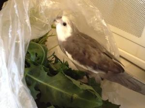 Oh boy oh boy oh boy - fresh plastic! My favorite!