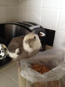 Whoops! Here she comes....she has an odd look on her face. Time for a spontaneous display of "cuteness" - that always works to bring her around to my way of thinking.