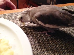 I'll just select the choicest portions and set them aside so the large featherless being knows to avoid those bits.