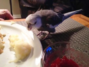 Oh! Look at all these mashed potatoes!