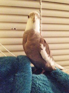 Who me? Nope - I think it is the mini-blind vampires again. They're really starting to become a problem, Mom.