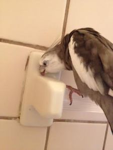 And is that.....yes, I'm sure I'm right....some organically aged grout with a little caulking mixed in? SCORE!