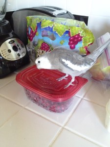 I'll start with this dish, please.