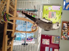 I have feathers. Check. I am small and cute. Check. I am very loud. Check. I must be Mom's supervisor! Coooool.