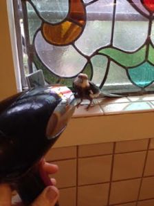 Some serious Dry Bird Couture style coming right up!