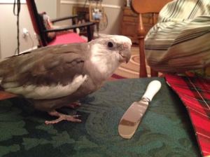 Well my goodness! So reflective! I'm surprised the other diners haven't noticed this implement yet.