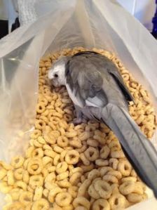 Wait a minute.....these round things look familiar.