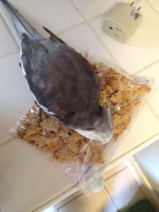 In my expert opinion, this delicious plastic bag contains equally tasty, crunchy crackers.